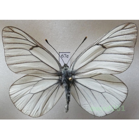 Aporia crataegi (Linnaeus, 1758) male Poland67e